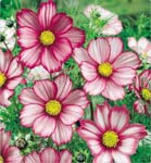 Candy Stripe Cosmos