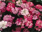 Candytuft