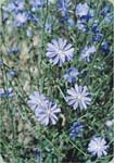 Chicory