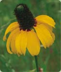 Clasping Coneflower