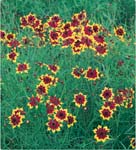 Coreopsis Radiata Mix