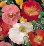 Corn Poppy