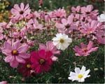 Cosmos Dwarf Sensation