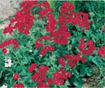 Drummond Phlox Red