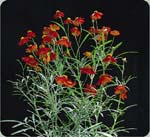 Dwarf Red Plains Coreopsis