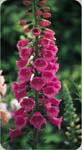 Foxglove