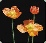 Iceland Poppy