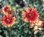 Indian Blanket