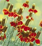 Mexican Hat