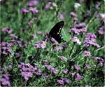 Moss Verbena