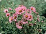 New England Aster