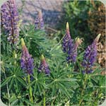 Perennial Lupine