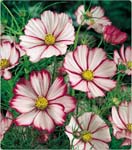 Picotte Cosmos