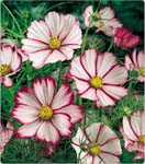 Picotte Cosmos