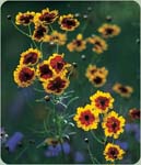 Plains Coreopsis