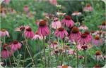 Purple Coneflower