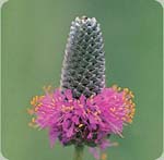 Purple Prairie Clover