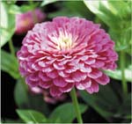 Purple Prince  Zinnia