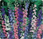 Rocket Larkspur