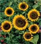 Sunflower Gelber Diskus
