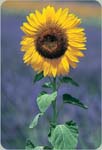 Sunflower Mam Grey Stripe