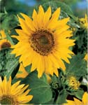 Sunflower Maya