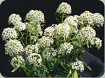 Sweet Alyssum