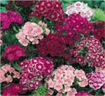 Sweet William