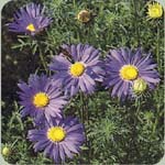 Tahoka Daisy