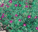 Tall Poppy Mallow