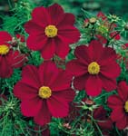 Tetra Ver Red Cosmos