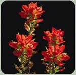 Texas Paintbrush