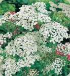 Yarrow